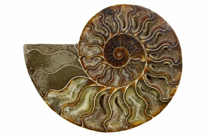 Cut & Polished Ammonite Fossil (Half) - Deep Crystal Pockets #345635